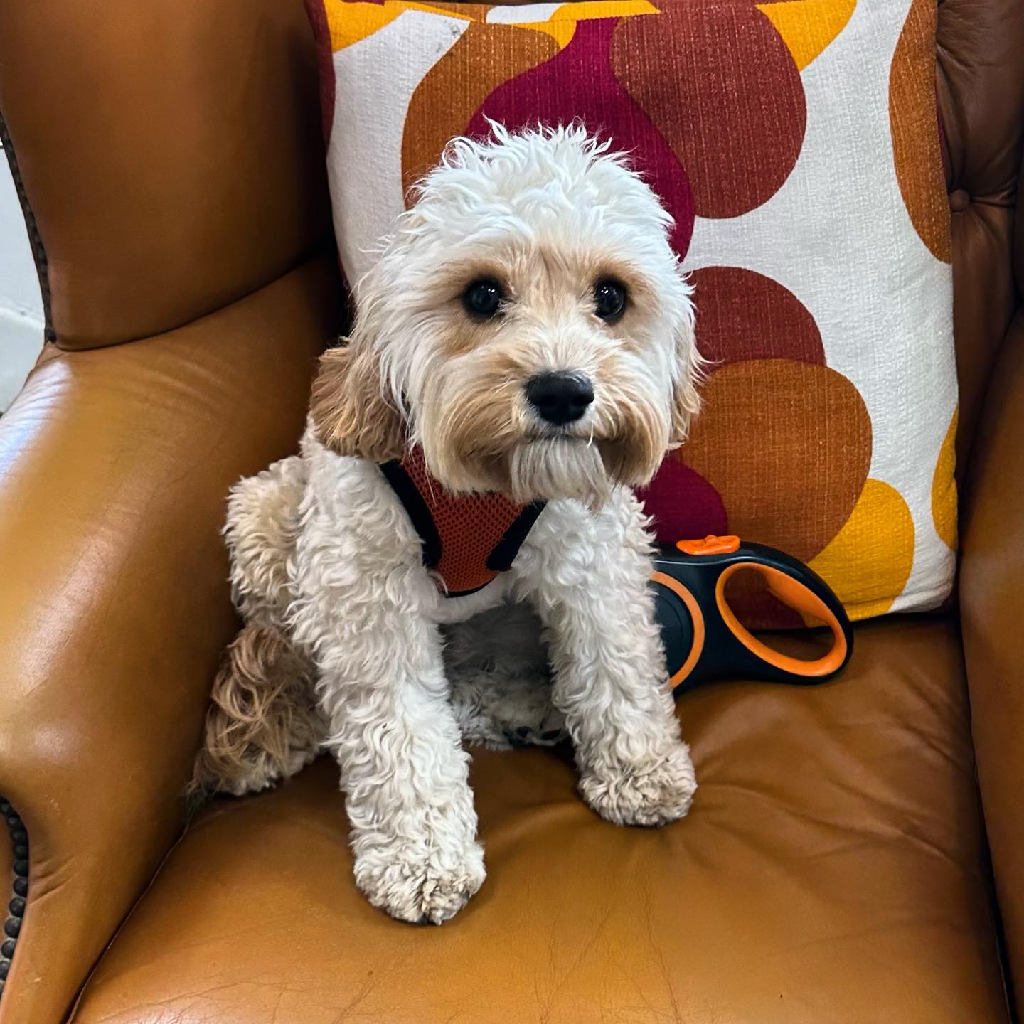 Our adorable salon dog